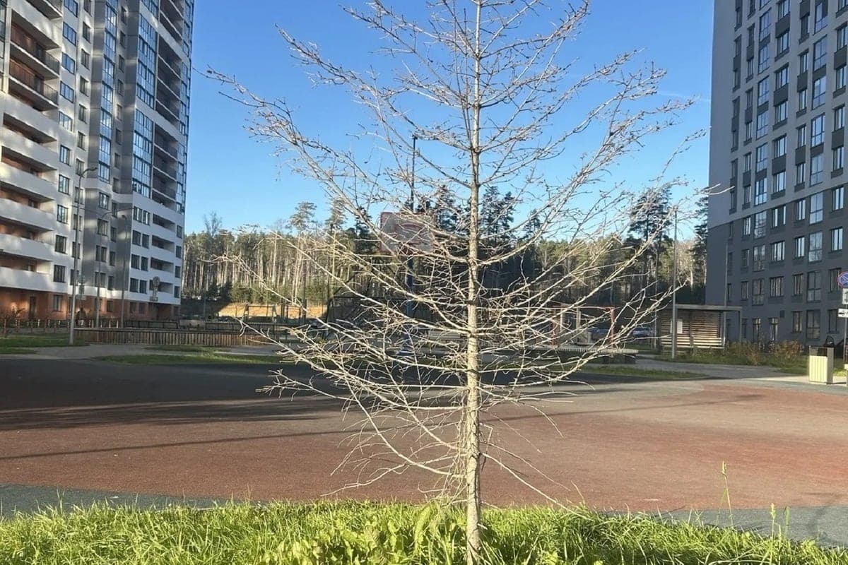 Psychotherapist told Sverdlovsk about ways to deal with autumn handdra