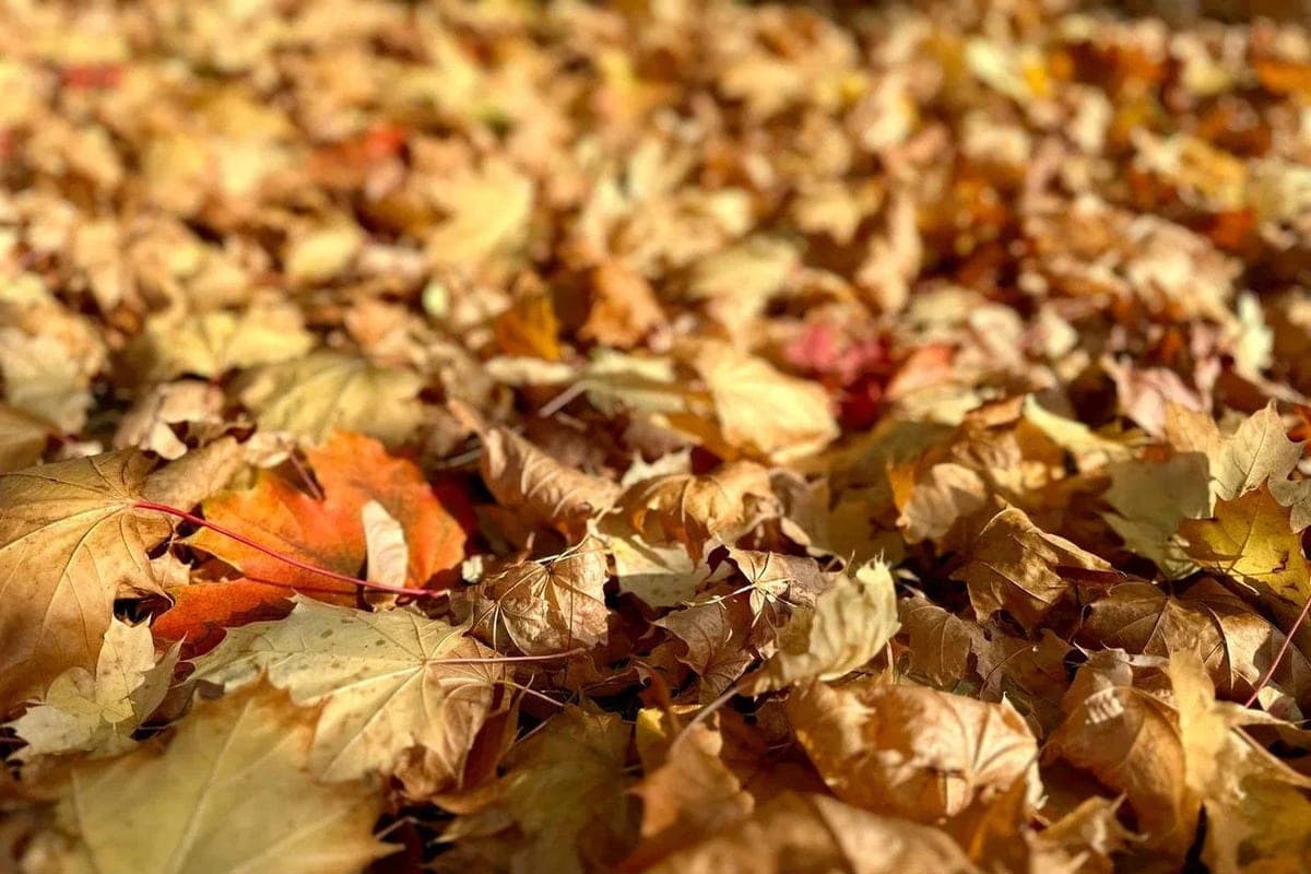 Weather forecast in the Ryazan region for October 28