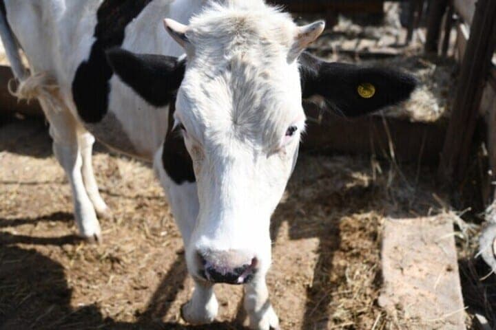 At the enterprise in the Volgograd region incorrectly issued documents for beef