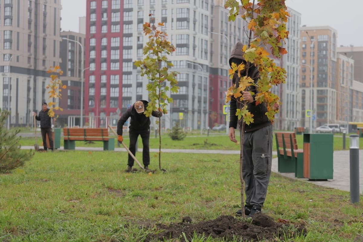 On the Day of arboretum, Yusi planted an alley of plane trees and maples in “New Rostov”