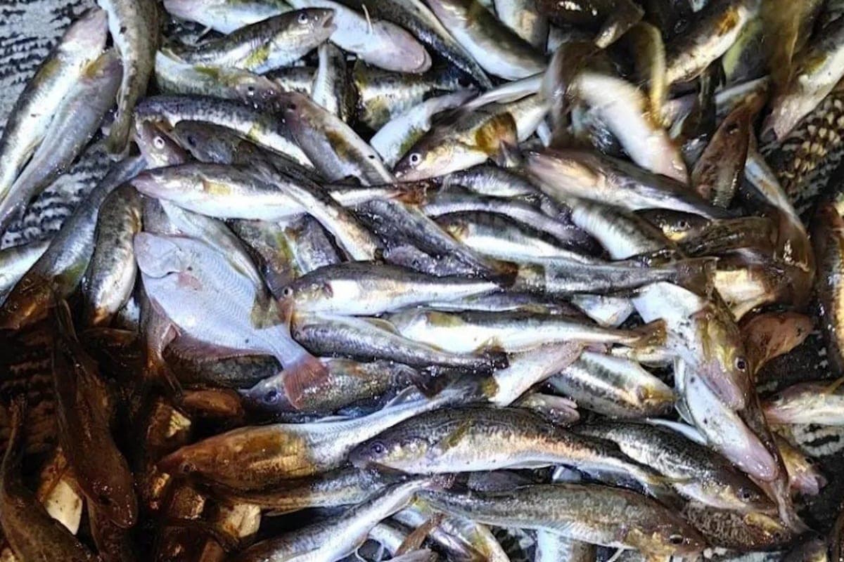 In der Nähe von Onega am Weißen Meer wurden Fischer-Wilderer festgenommen