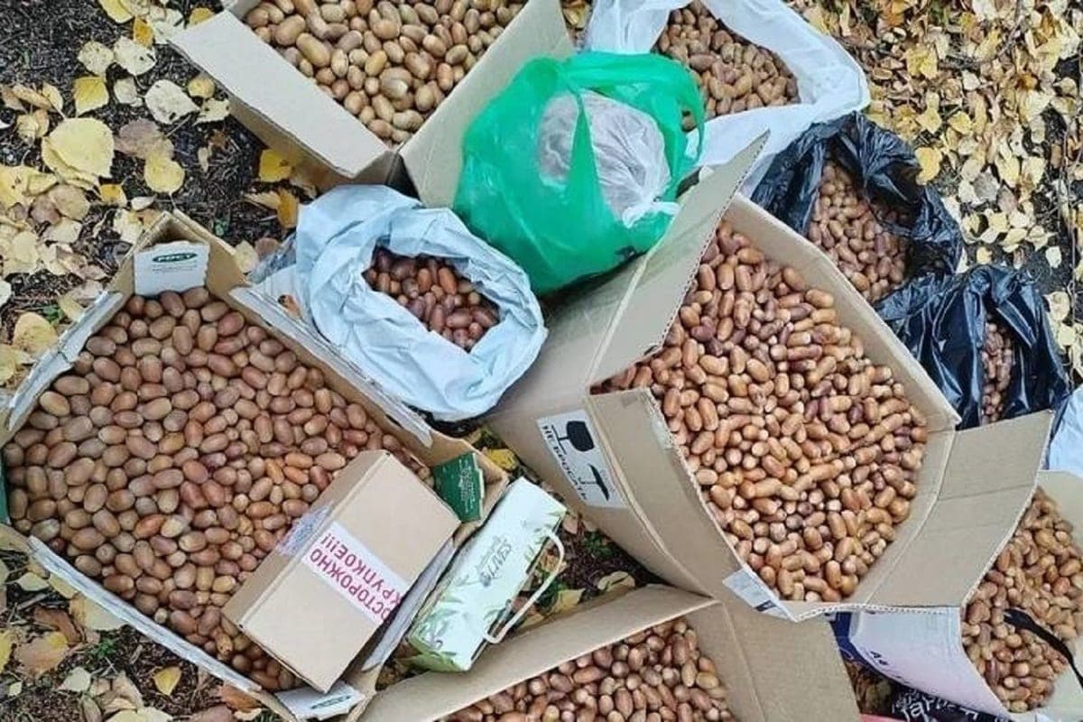 In the Orel region continue to collect acorns to save the forest