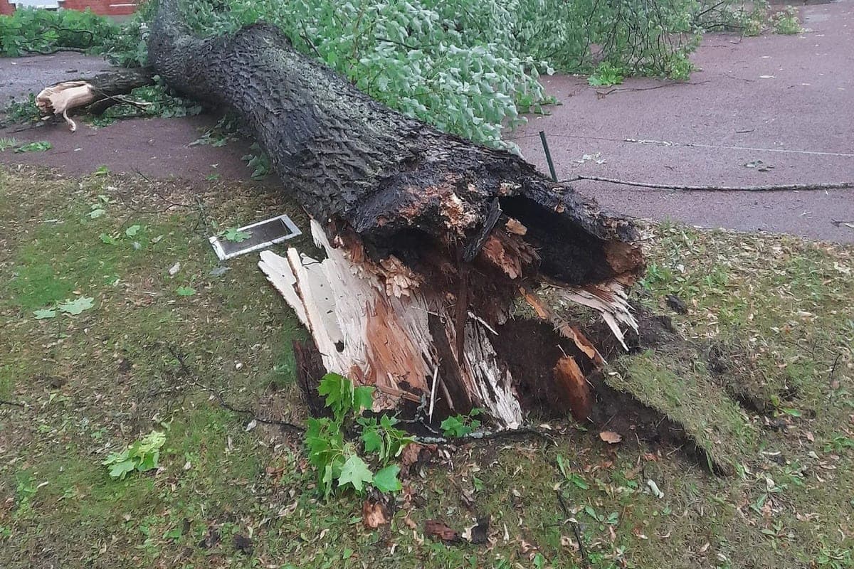 In Novgorod forester faces up to 4 years in prison for forgery with wood