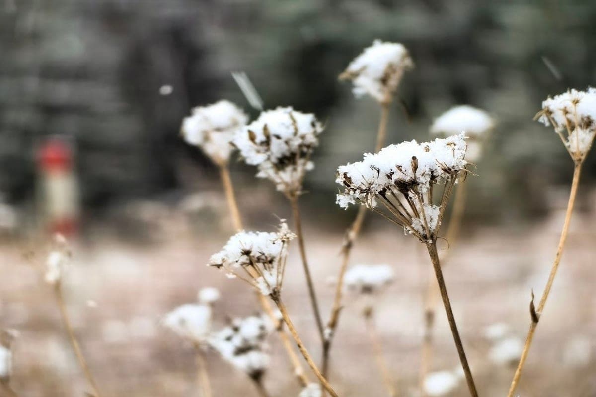 Weather will continue to keep Khakassia in a snowy grip on October 16