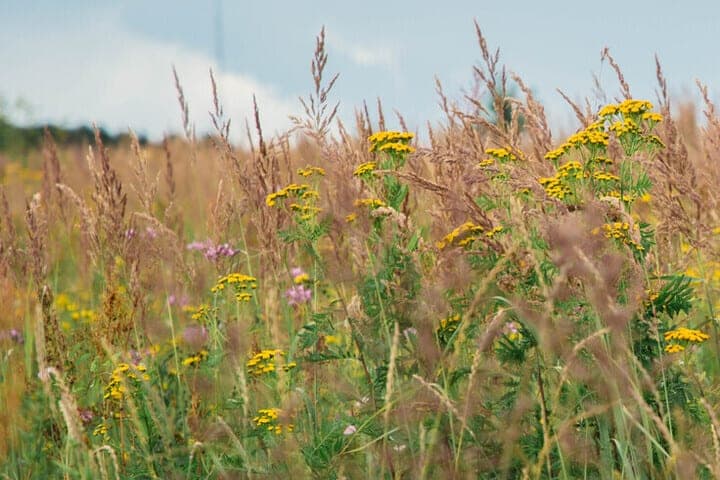 Organizations in the Tver region announced a warning because of unused farmland