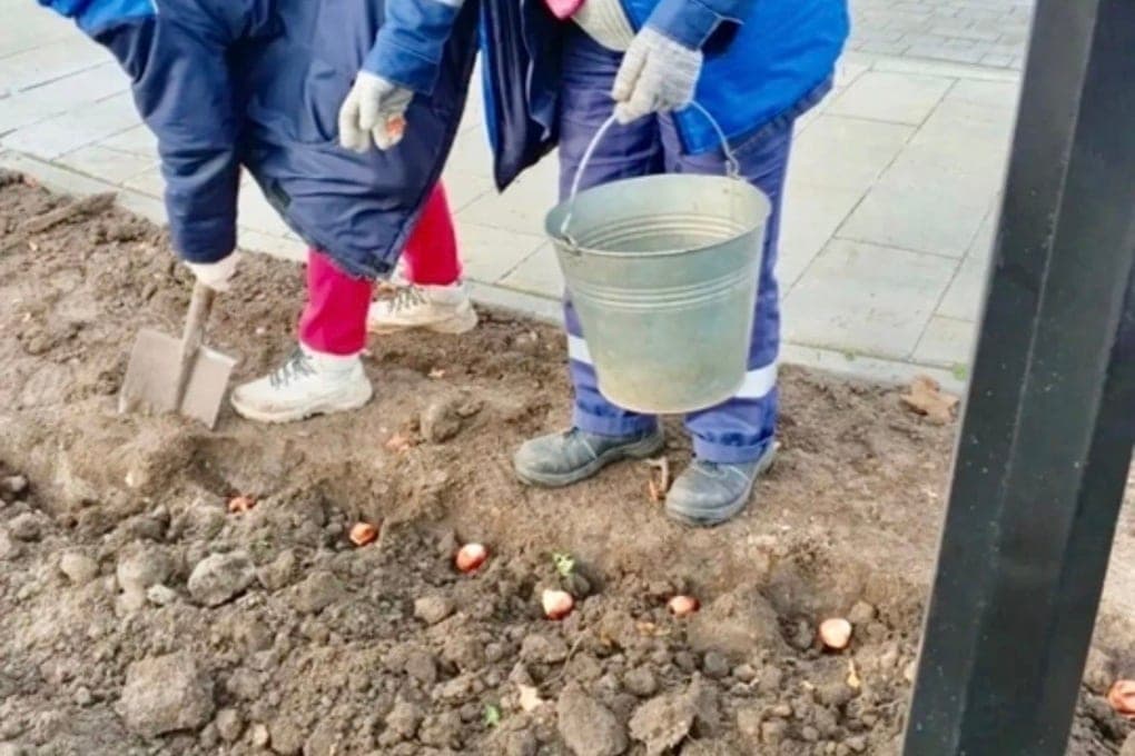 К весне в Орле расцветут 75 тысяч тюльпанов