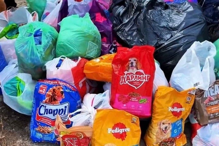 Orel schoolchildren supported the shelter “Alfa” in the framework of the all-Russian action