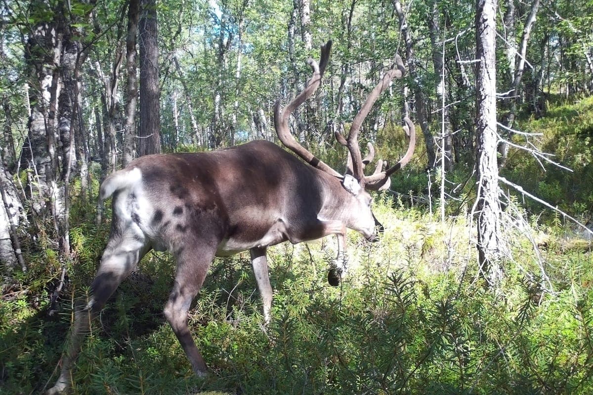 Fighting deer from Norway hit the cameras of “Pasvik” in the Murmansk region