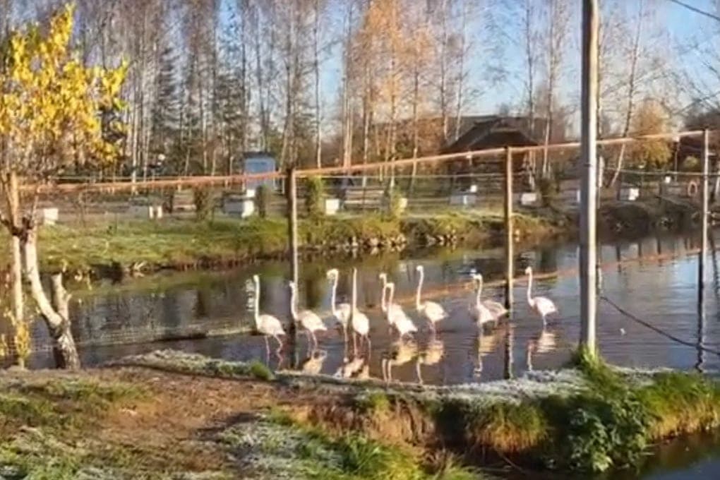 В Ярославском зоопарке фламинго отправили на зимние квартиры