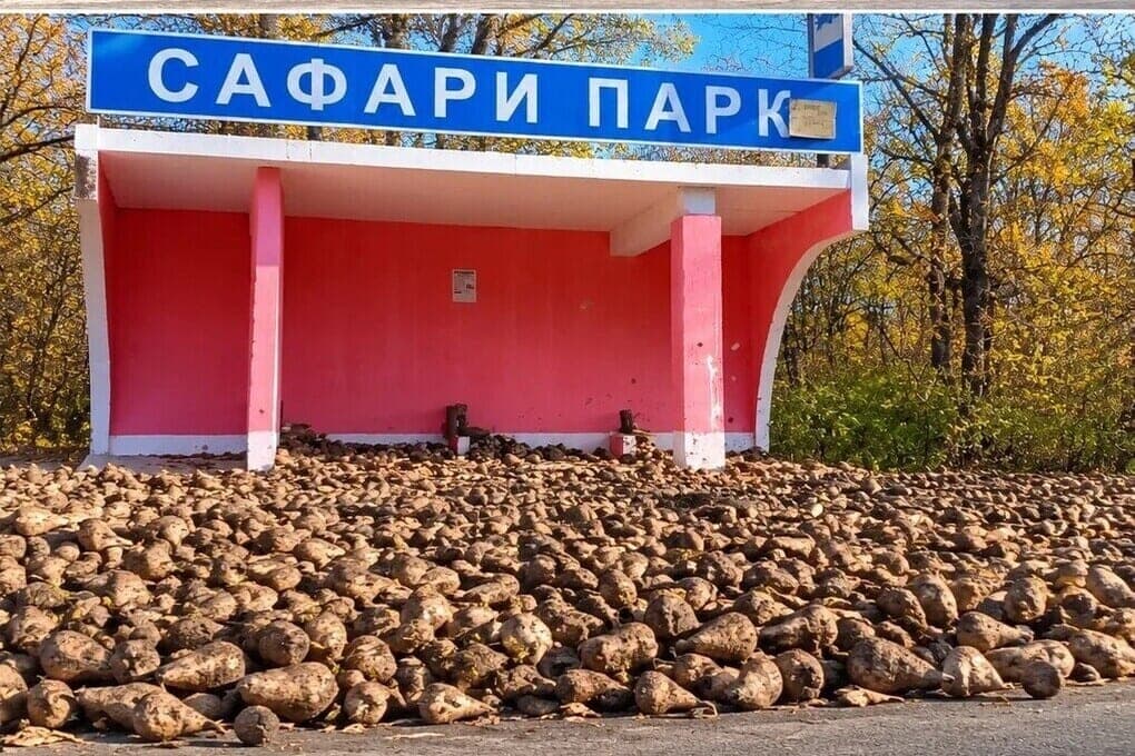 In the Lipetsk region, sugar beets filled up a stop at Kudykina Mountain
