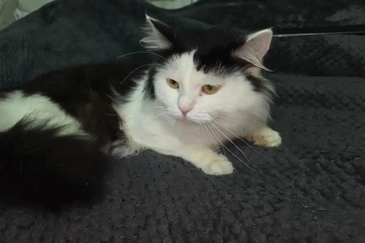 Cat, forgotten in Voronezh bus No10, returned home