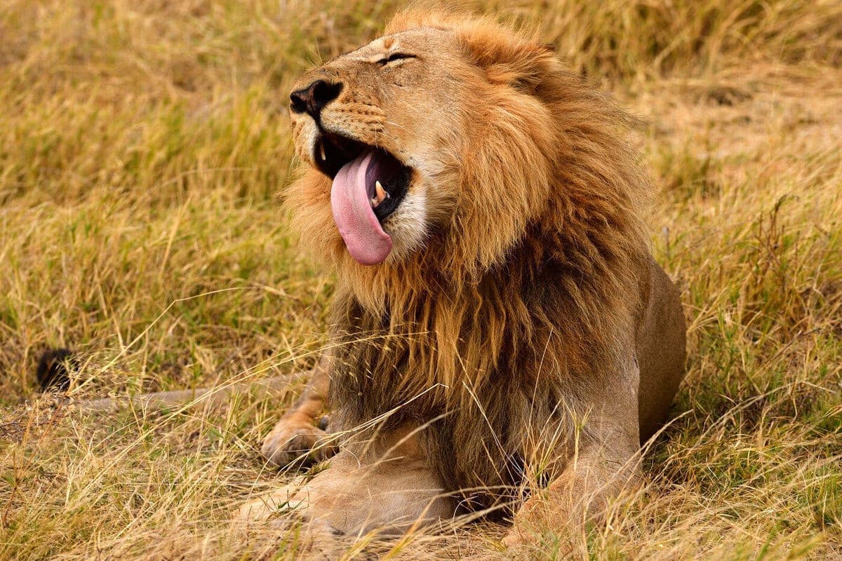 Stuck in the savannah, the British walked dozens of kilometers surrounded by lions