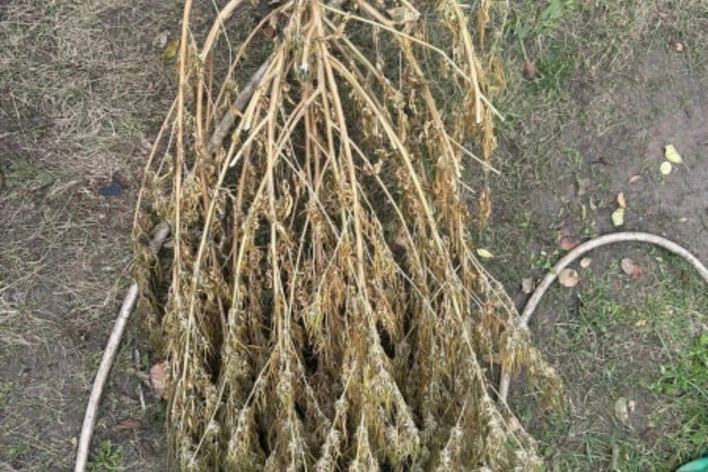 A resident of the Orel region was caught growing hemp