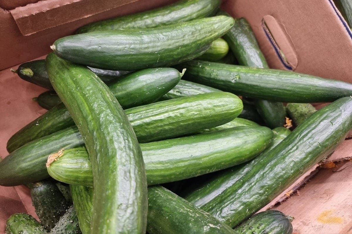Tomatoes, beets and cucumbers have risen in price for a week in Karelia