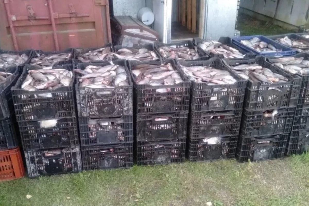 В Ярославской области выявили скупщика браконьерской рыбы
