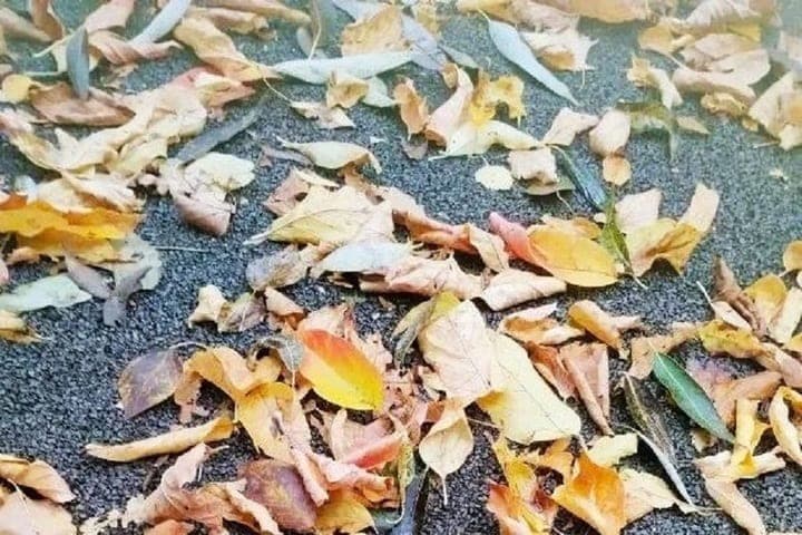 In the Vladimir region came night frosts