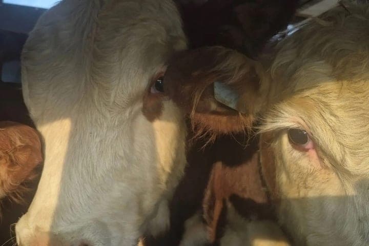 In Saratov brought illegal cheeses, fish, cattle and honey