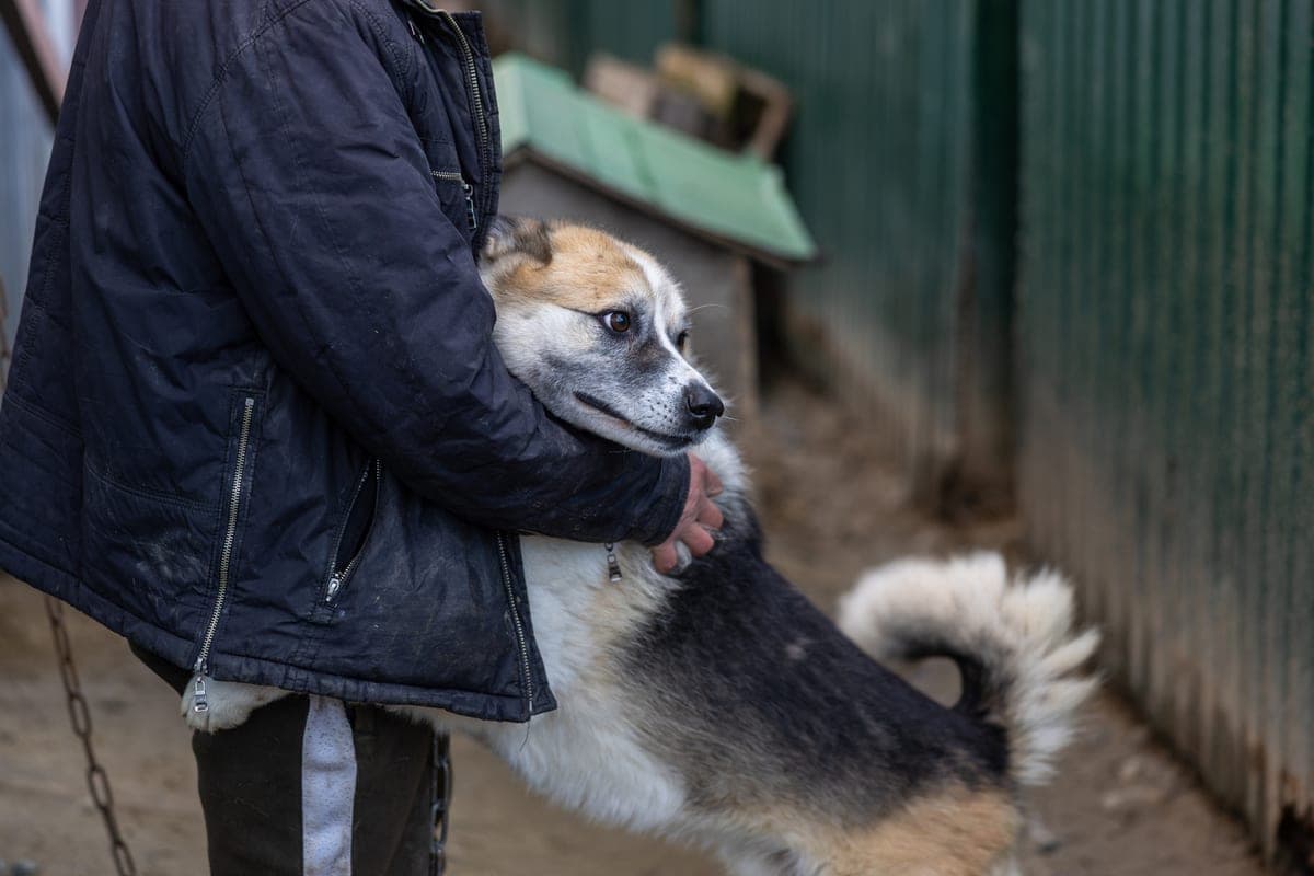 In Yamal called the most popular breeds of dogs