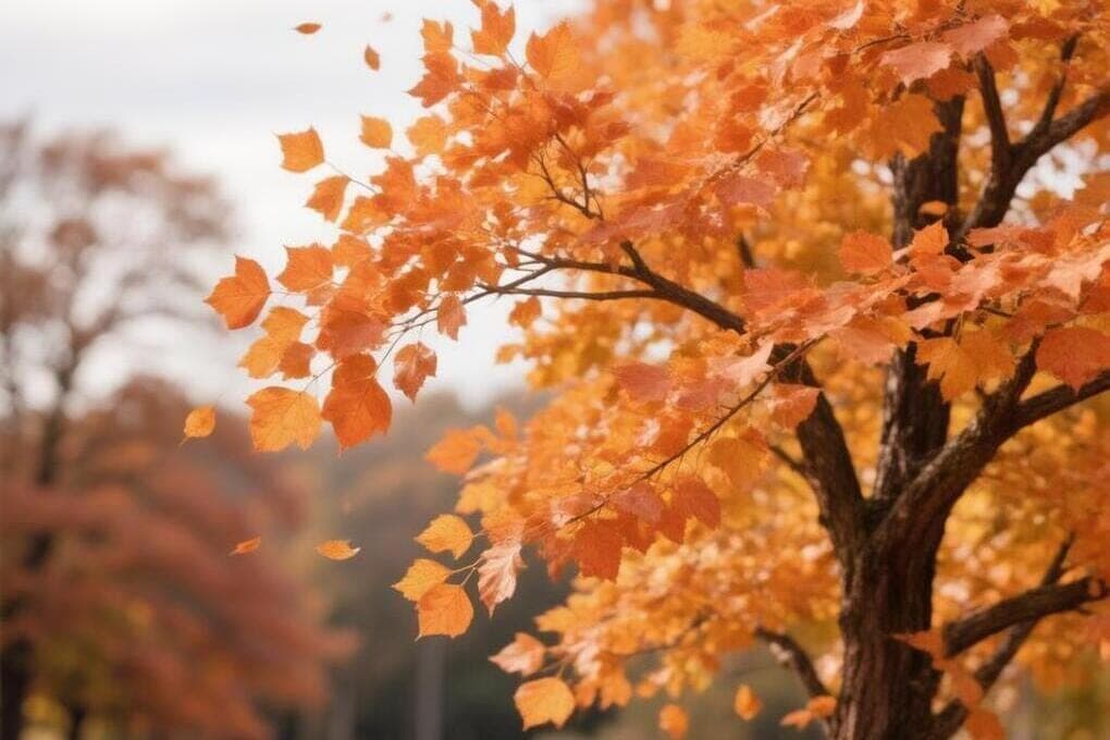 Forecasters have specified the weather forecast in Kursk on Tuesday, October 27