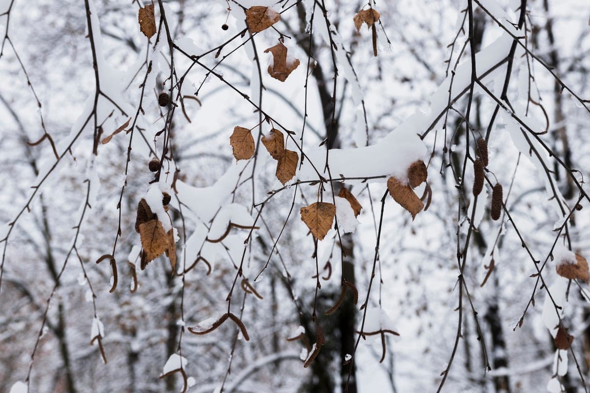 Wet snow and ice await Tomsk on October 21