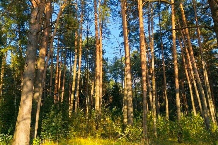 Исчезновение почти 100 тыс. гектаров леса грозит российскому региону