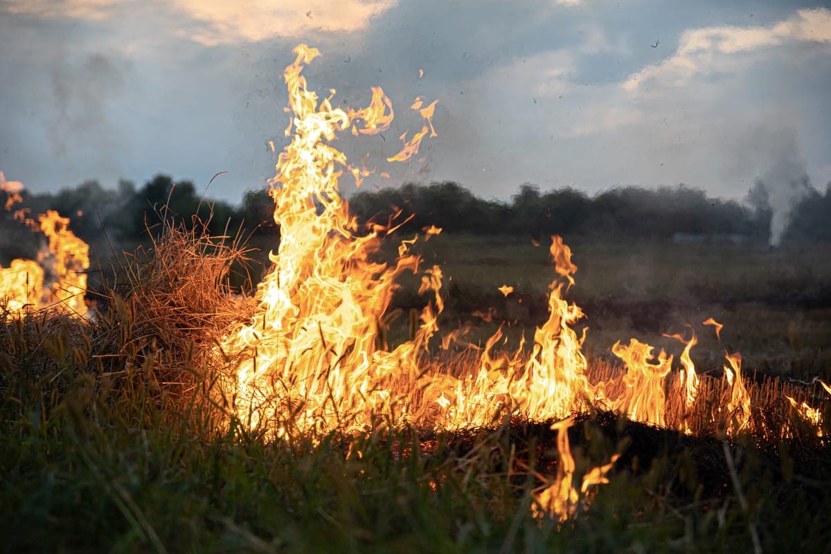 Prosecutors demand from the perpetrators of forest fires in the Krasnoyarsk region 1.5 million