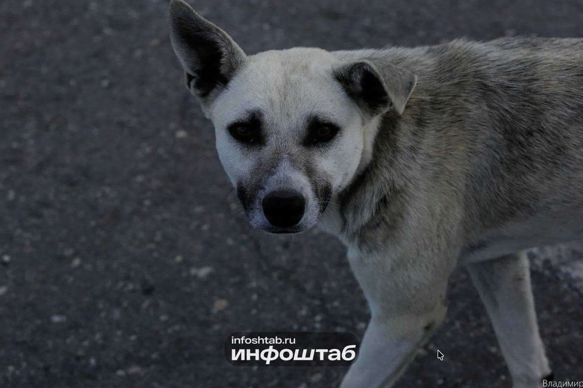 Dog owners in the Ulyanovsk district were asked not to leave pets unattended on October 28