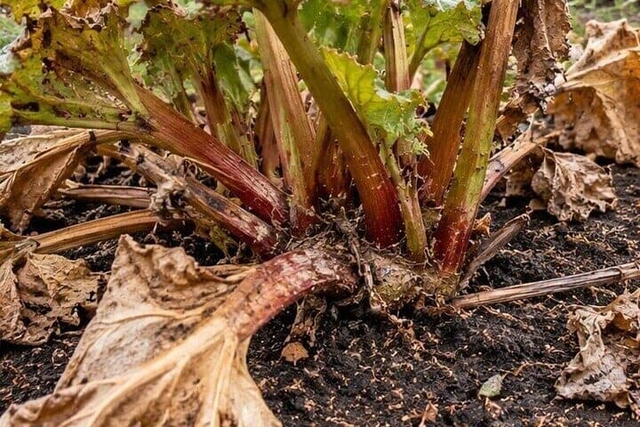 Feed the rhubarb in the autumn, but do not fall asleep its crown