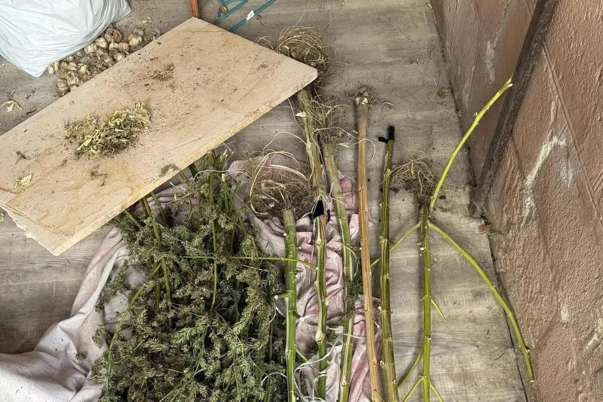 In Donetsk, a local resident seized 2.39 kg of cannabis