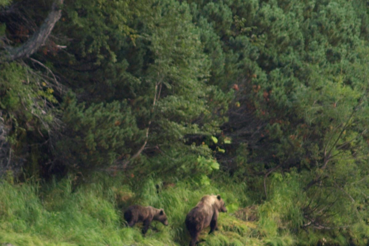In the Krasnoyarsk region shot 982 bears