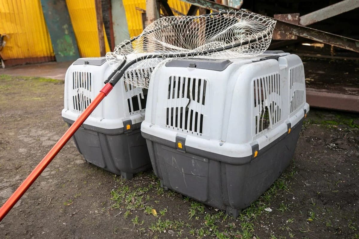 Mariupol expands the program of sterilization of homeless animals