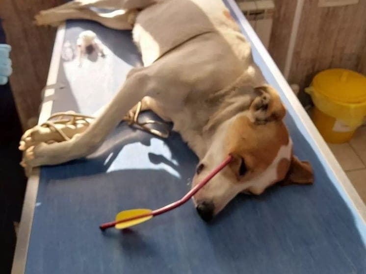 In Rostov sentenced a local resident who shot a dog from a crossbow