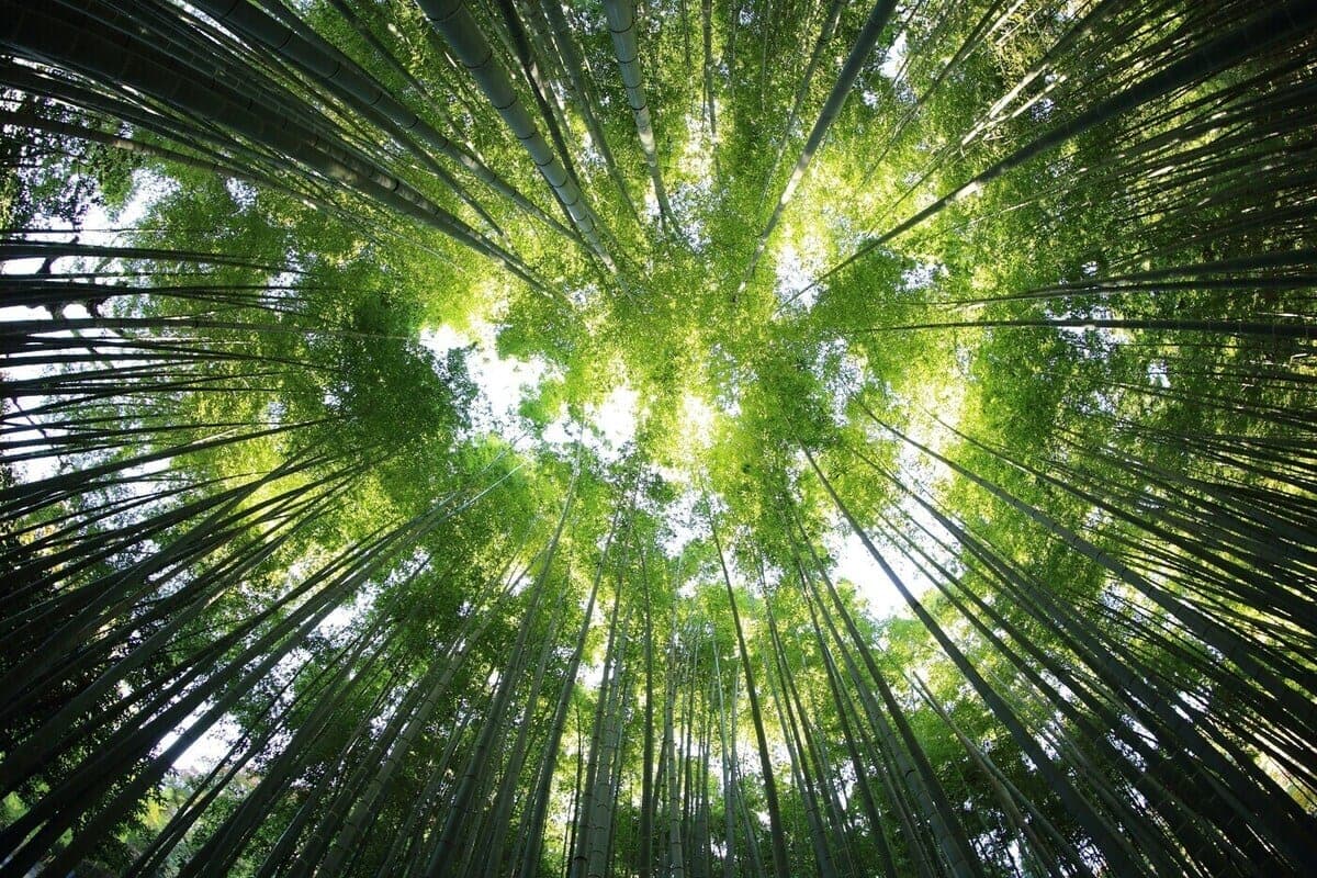 In the Lipetsk region will launch the environmental project “Ecodesant”