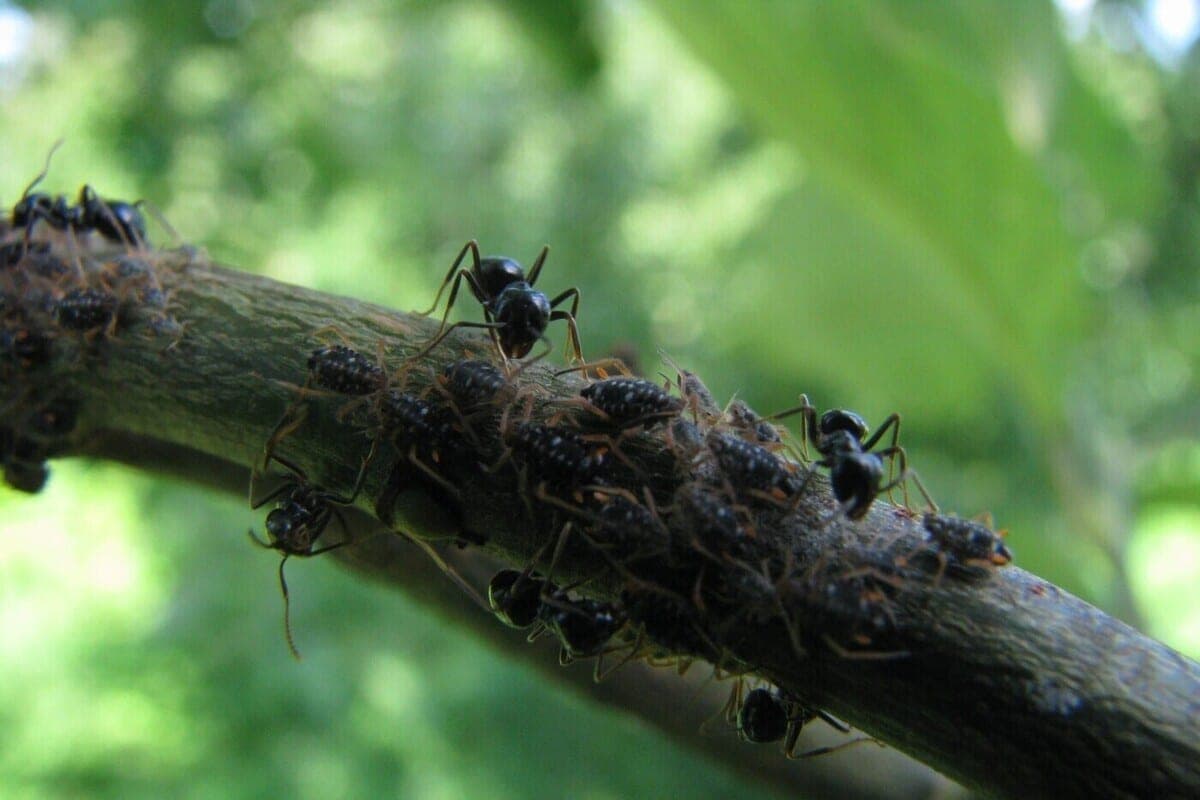 Black ants in the country staged their own system of protection from gardeners and baits