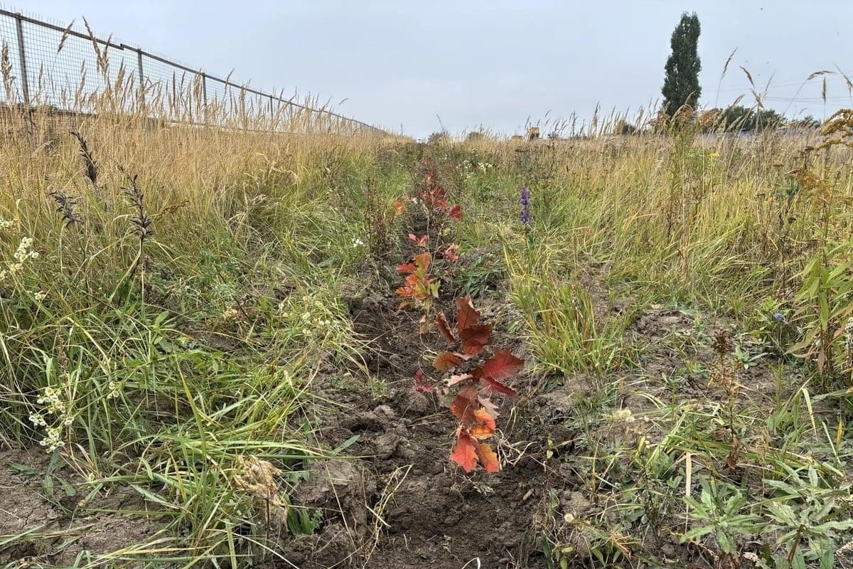 Alrededor del vertedero de MSW cerca de Kursk plantaron un cinturón forestal protector