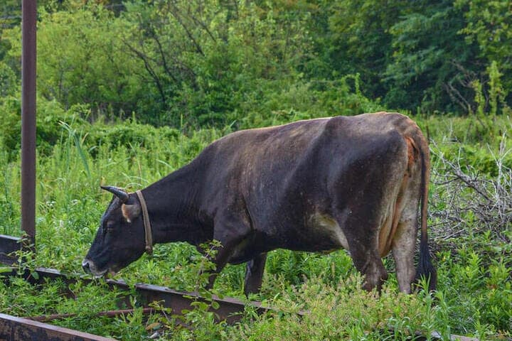Tula Rosselkhoznadzor check LPH in Kurkin district and found discrepancies