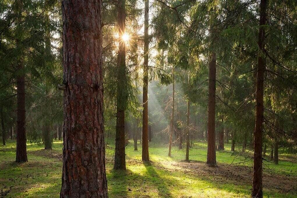 In Mordovia for several days closed forests to visit