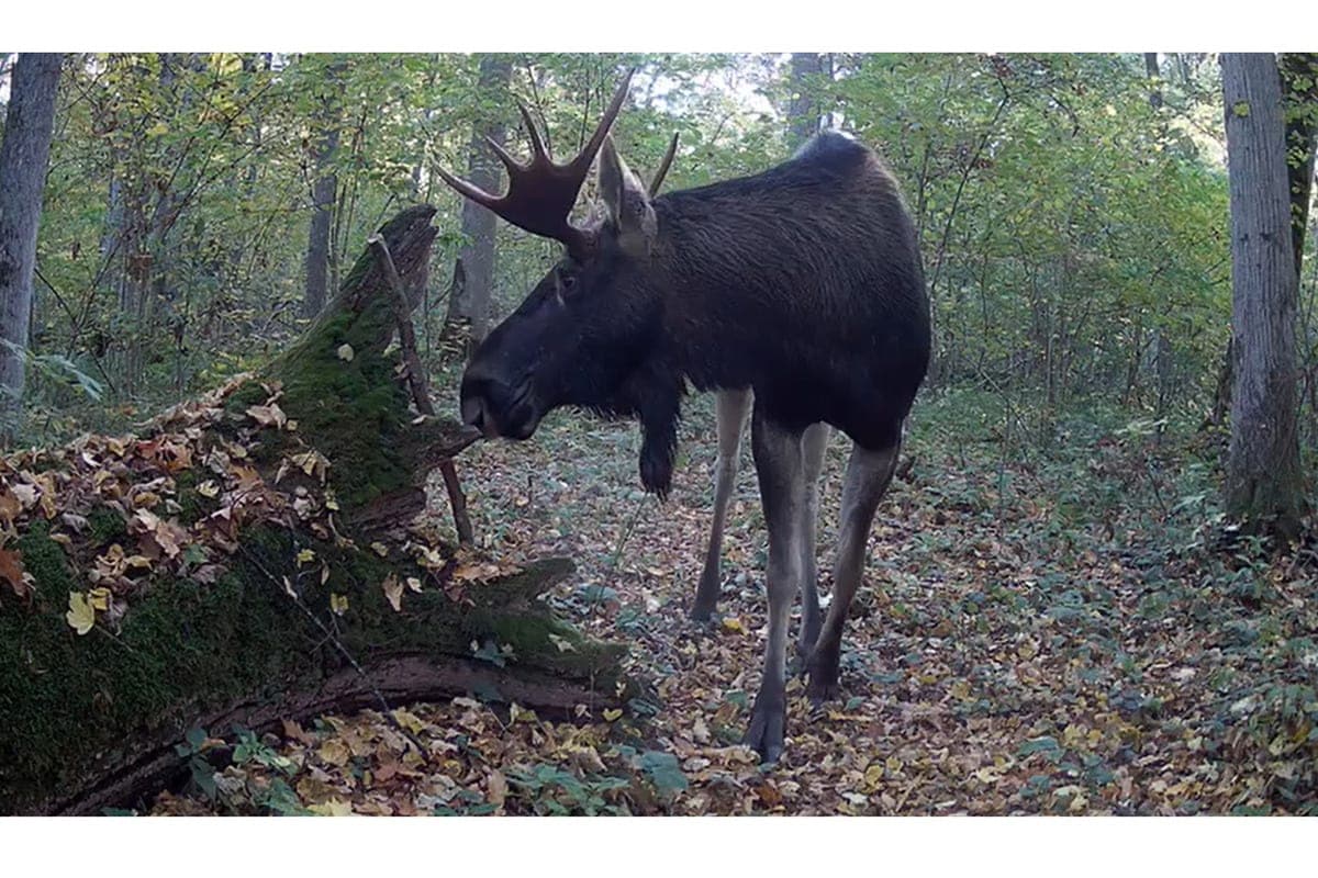 Moose with a 30-pound “crown” was caught on video on the border of the Tula region