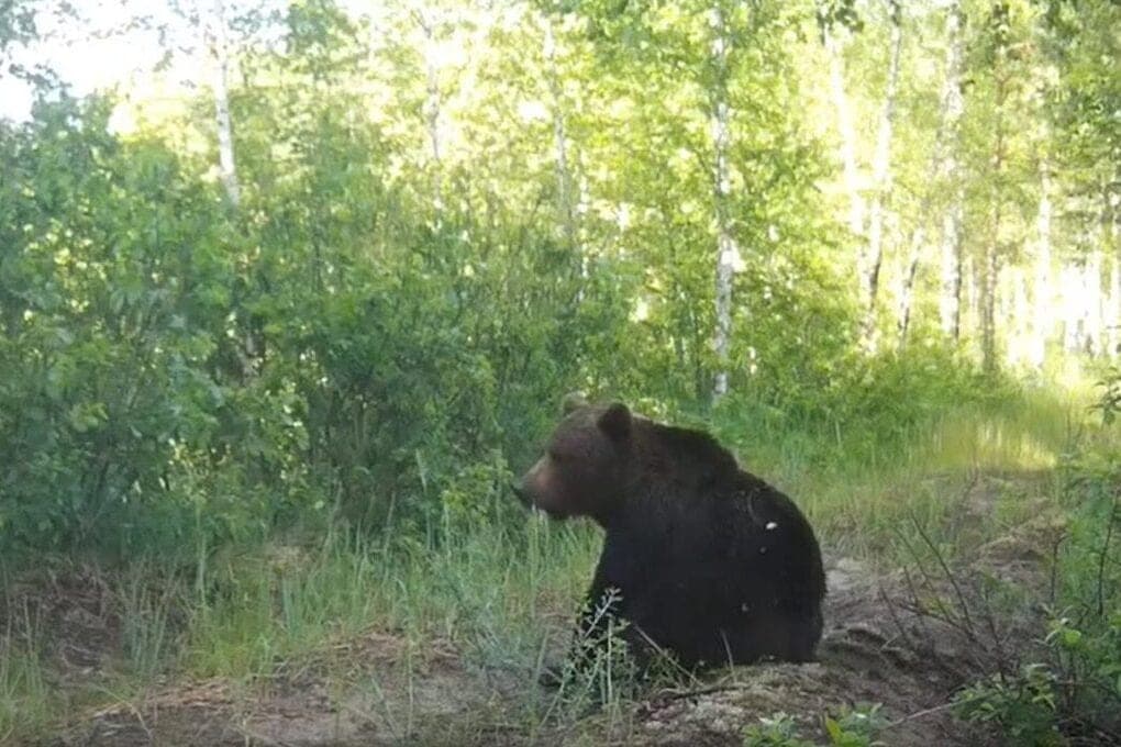 Sarov residents warned about the growth of the population of bears