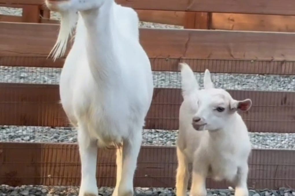 In Sochi, a goat was born in an alpaca park: a new inhabitant will choose a name