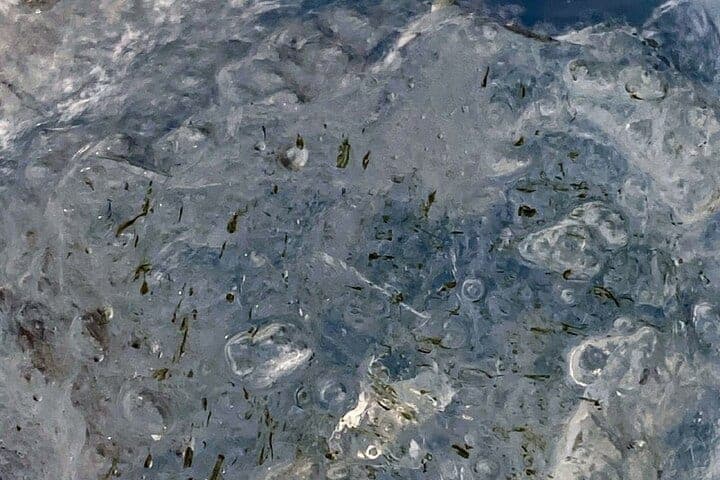 Биологи ННГУ: зимой подо льдом нижегородских водоёмов кипит жизнь