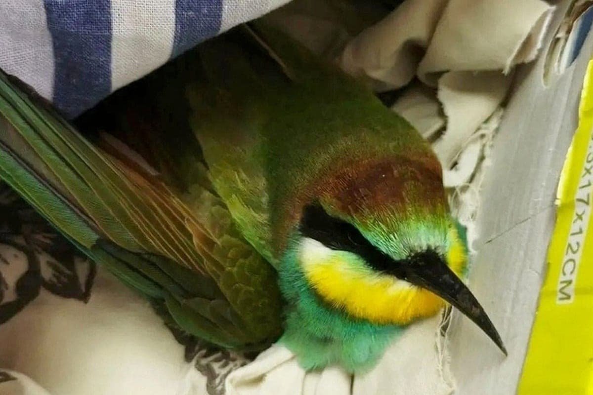 Veterinarians from Rivne nurse out the golden beetle that has lost its way