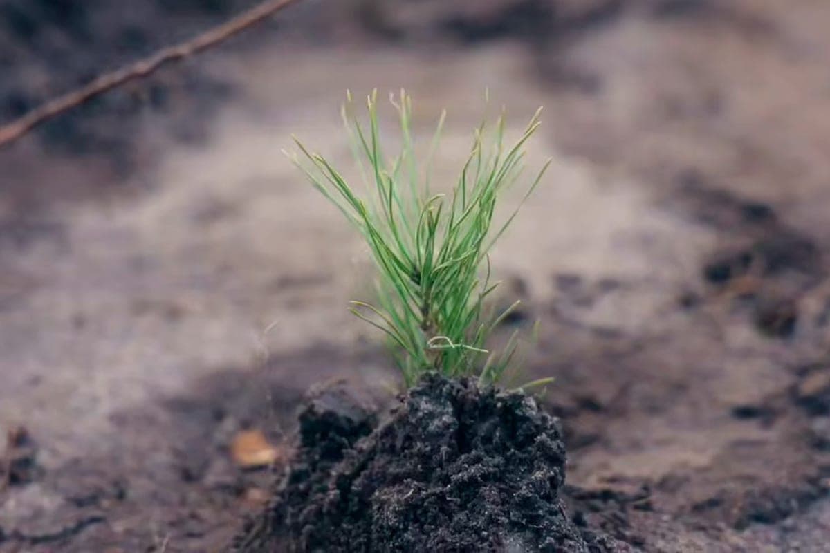 Near Lipetsk planted 15 thousand pines