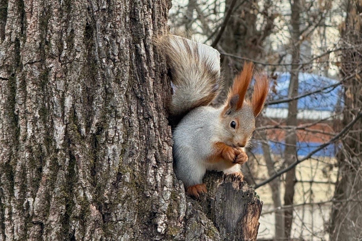 Overcast and cold weather is expected in Syktyvkar on October 23