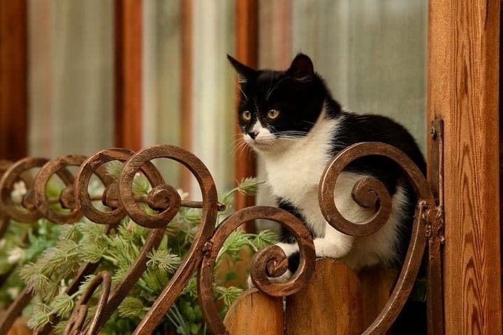 Volgograd explique pourquoi le lait est dangereux pour les chats domestiques
