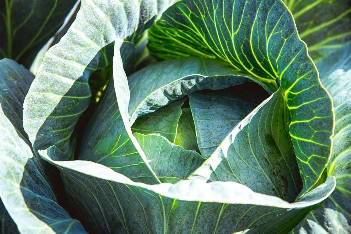 Volgograd explained how useful cabbage for children