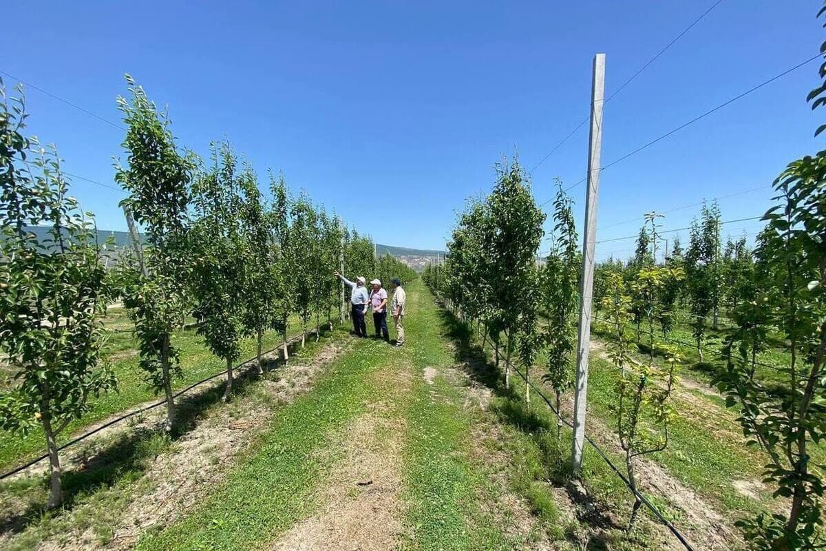 Agrarians of Dagestan exceeded the plan to lay gardens
