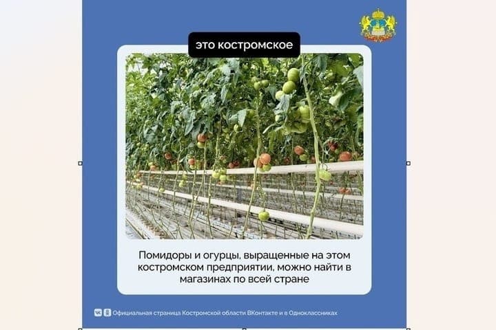 Kostroma agricultural plant set a record for the yield of greenhouse vegetables