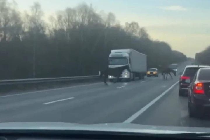 Появилось видео, как лошади остановили движение на трассе М-2 «Крым» под Тулой