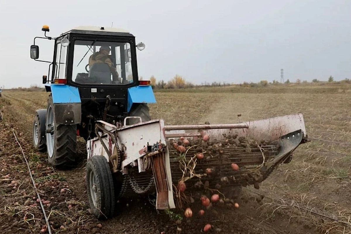 В Архангельской области убрали более 80% площадей картофеля